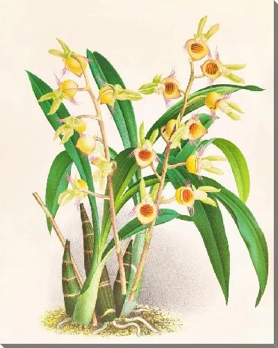 Картина Катасетум Дисколор (1885-1906)