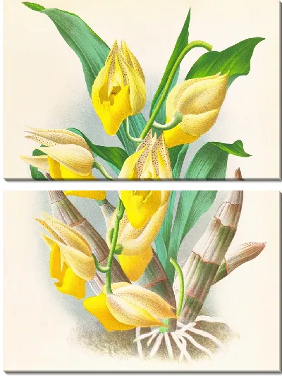 Картина Катасетум крупноплодный (1885-1906)