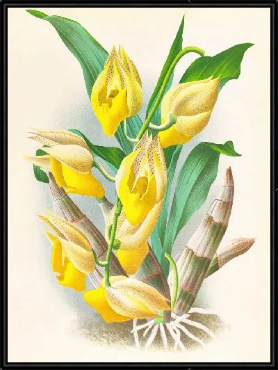 Картина Катасетум крупноплодный (1885-1906)