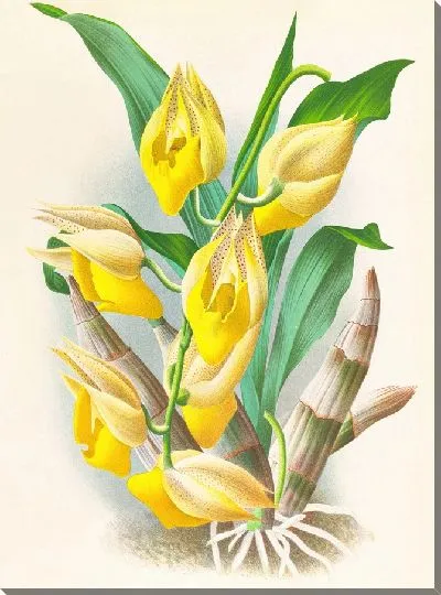 Картина Катасетум крупноплодный (1885-1906)