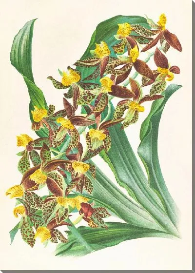 Картина Катасетум родигасианум (1885-1906)