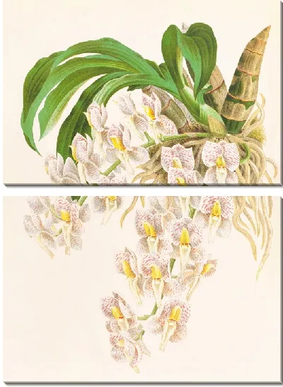 Картина Катасетум тигринум (1885-1906)