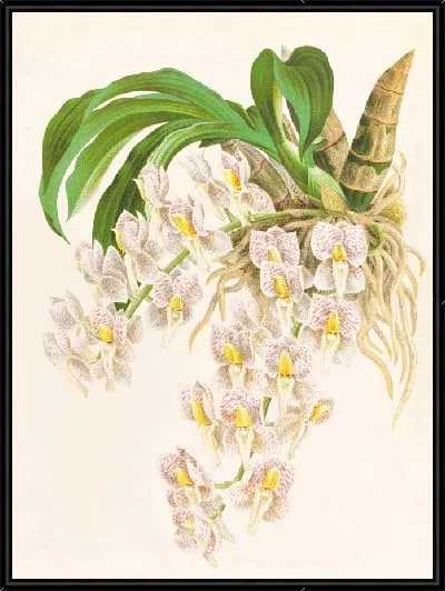 Картина Катасетум тигринум (1885-1906)