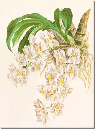 Картина Катасетум тигринум (1885-1906)