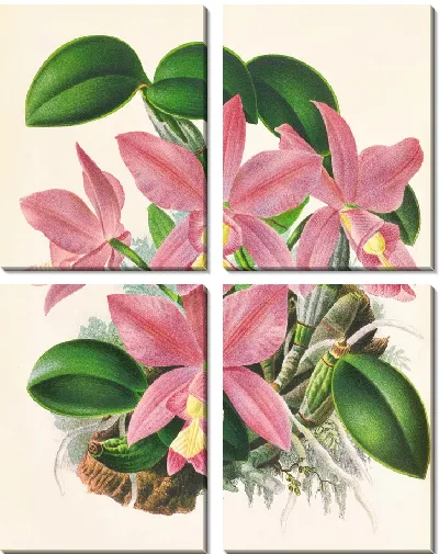 Картина Каттлея благородная (1885-1906)