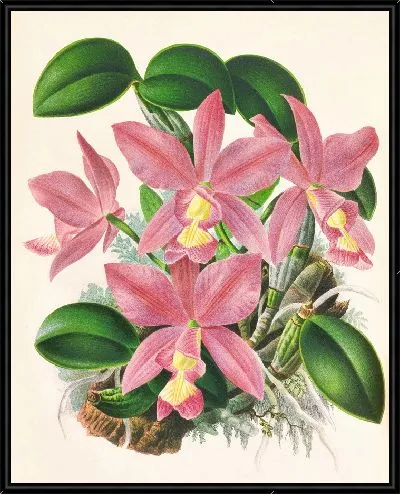 Картина Каттлея благородная (1885-1906)