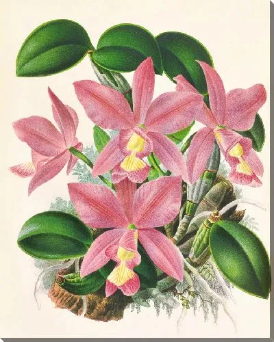 Картина Каттлея благородная (1885-1906)