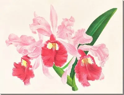 Картина Каттлея гигантская (1885-1906)