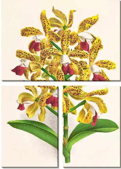 Картина Каттлея каплевидная (1885-1906)