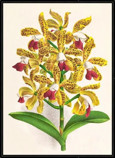 Картина Каттлея каплевидная (1885-1906)