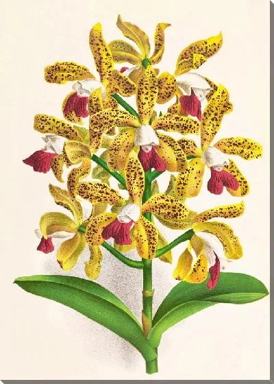 Картина Каттлея каплевидная (1885-1906)