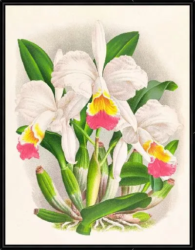 Картина Каттлея кимбаллиана (1885-1906)