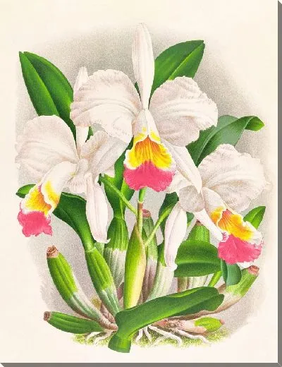 Картина Каттлея кимбаллиана (1885-1906)