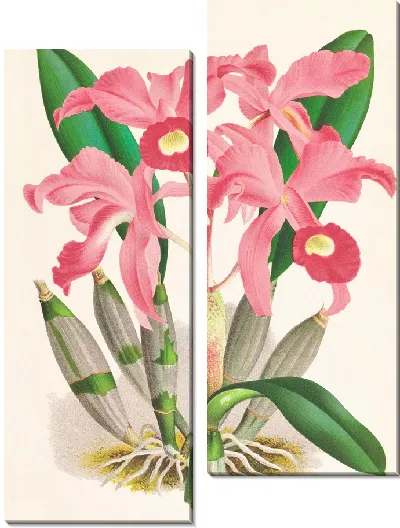 Картина Каттлея Лоренсана (1885-1906)