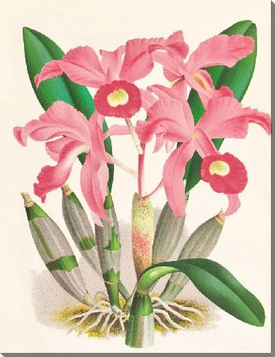 Картина Каттлея Лоренсана (1885-1906)