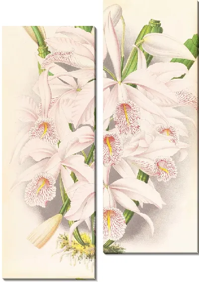 Картина Каттлея Максима (1885-1906)