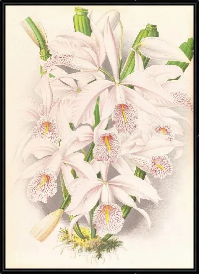 Картина Каттлея Максима (1885-1906)
