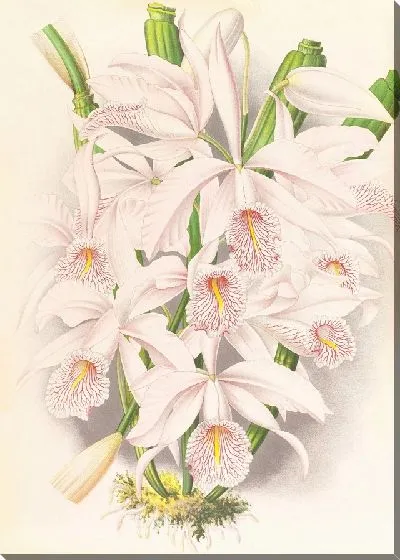 Картина Каттлея Максима (1885-1906)