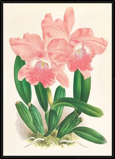 Картина Каттлея Малуана (1885-1906)