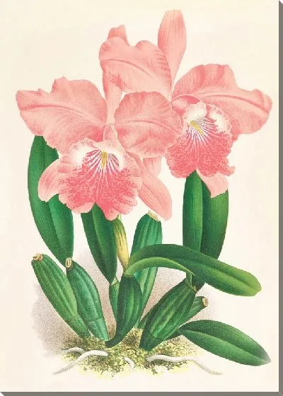 Картина Каттлея Малуана (1885-1906)