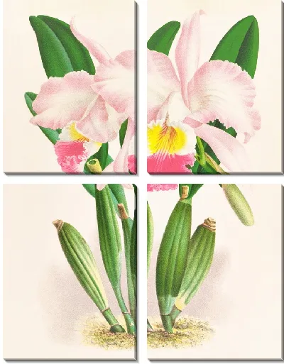 Картина Каттлея Мендели (1885-1906)