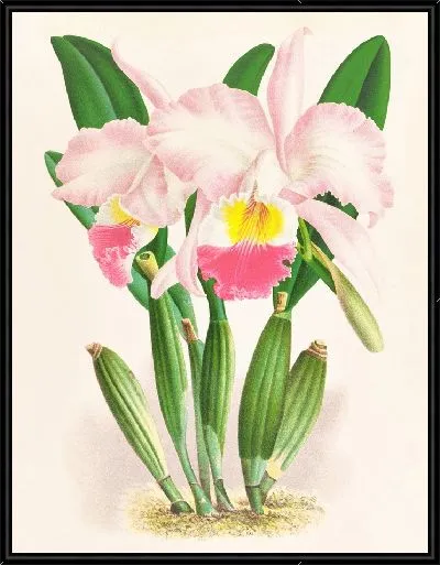 Картина Каттлея Мендели (1885-1906)