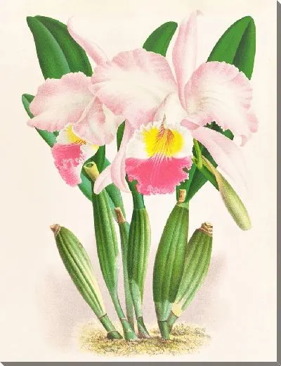 Картина Каттлея Мендели (1885-1906)