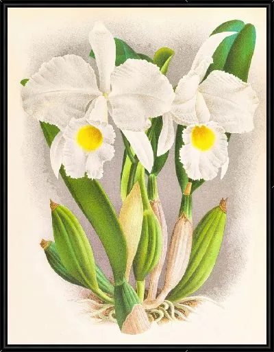 Картина Каттлея Триана (1885-1906)