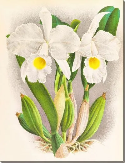 Картина Каттлея Триана (1885-1906)