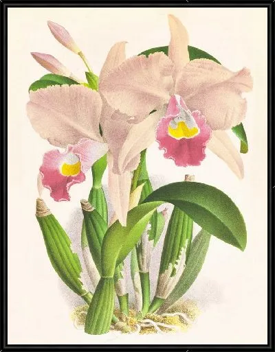 Картина Каттлея Триана. (1885-1906)
