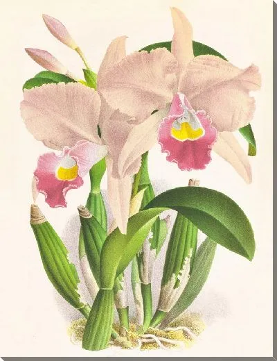 Картина Каттлея Триана. (1885-1906)