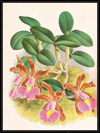 Картина Каттлея Шиллера (1885-1906)