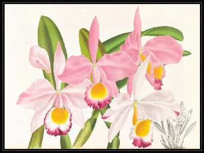 Каттлея Эльдорадо (1885-1906)