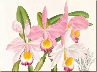 Каттлея Эльдорадо (1885-1906)