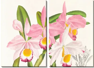 Каттлея Эльдорадо (1885-1906)