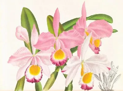 Каттлея Эльдорадо (1885-1906)