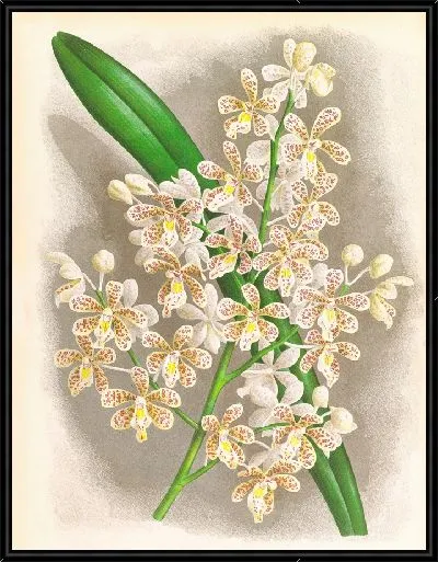 Картина Клейстостома Гуиберти (1885-1906)