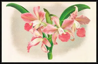 Лаэлла Элеганс вар Хуттеана (1885-1906)