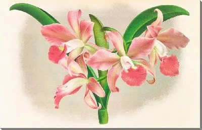 Лаэлла Элеганс вар Хуттеана (1885-1906)