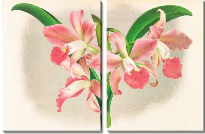 Лаэлла Элеганс вар Хуттеана (1885-1906)