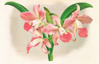 Лаэлла Элеганс вар Хуттеана (1885-1906)