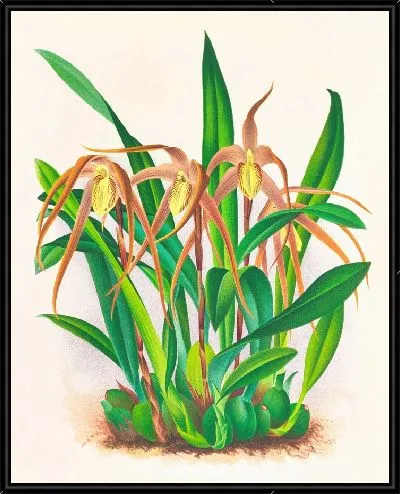 Картина Максиллярия длиннолистная (1885-1906)