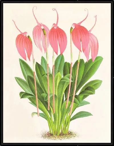 Картина Масдеваллия линдени крупноцветковая (1885-1906)