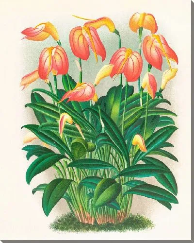 Картина Масдеваллия огненная (1885-1906)