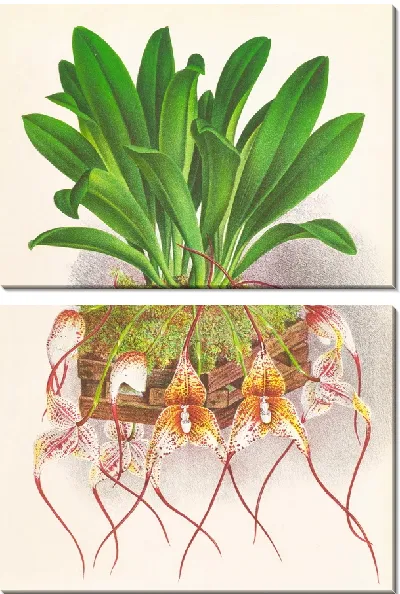 Картина Масдеваллия Роцли (1885-1906)
