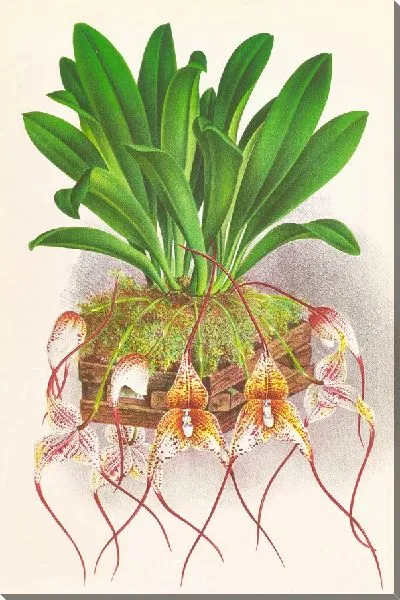 Картина Масдеваллия Роцли (1885-1906)