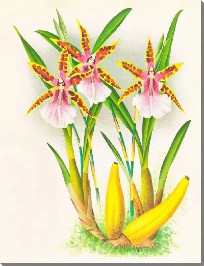 Картина Мильтония Блунти (1885-1906)