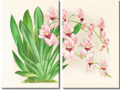Картина Мильтония вексиллярия (1885-1906)