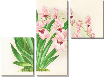 Картина Мильтония вексиллярия (1885-1906)