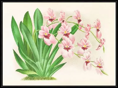 Мильтония вексиллярия (1885-1906)